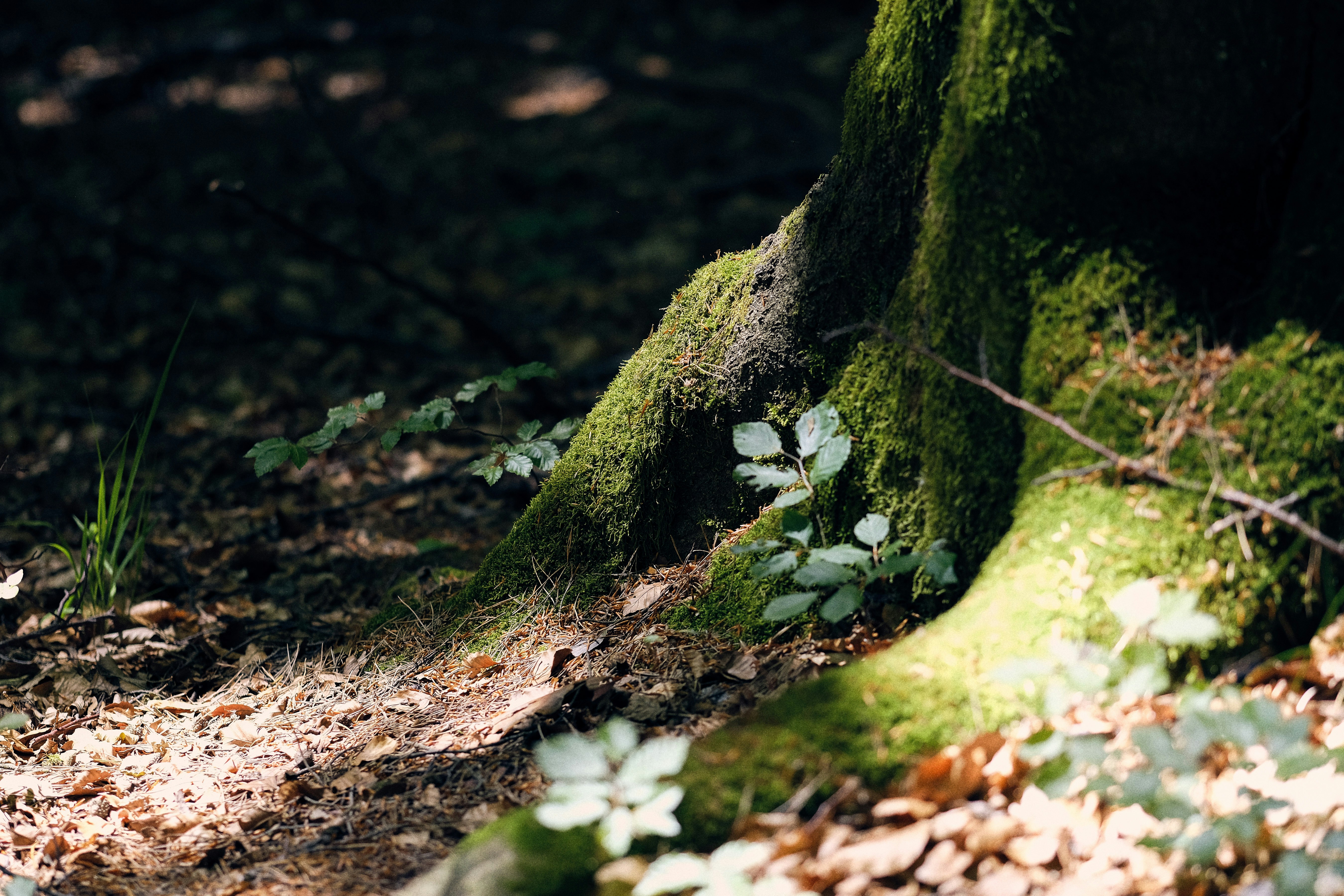 green leafed plants