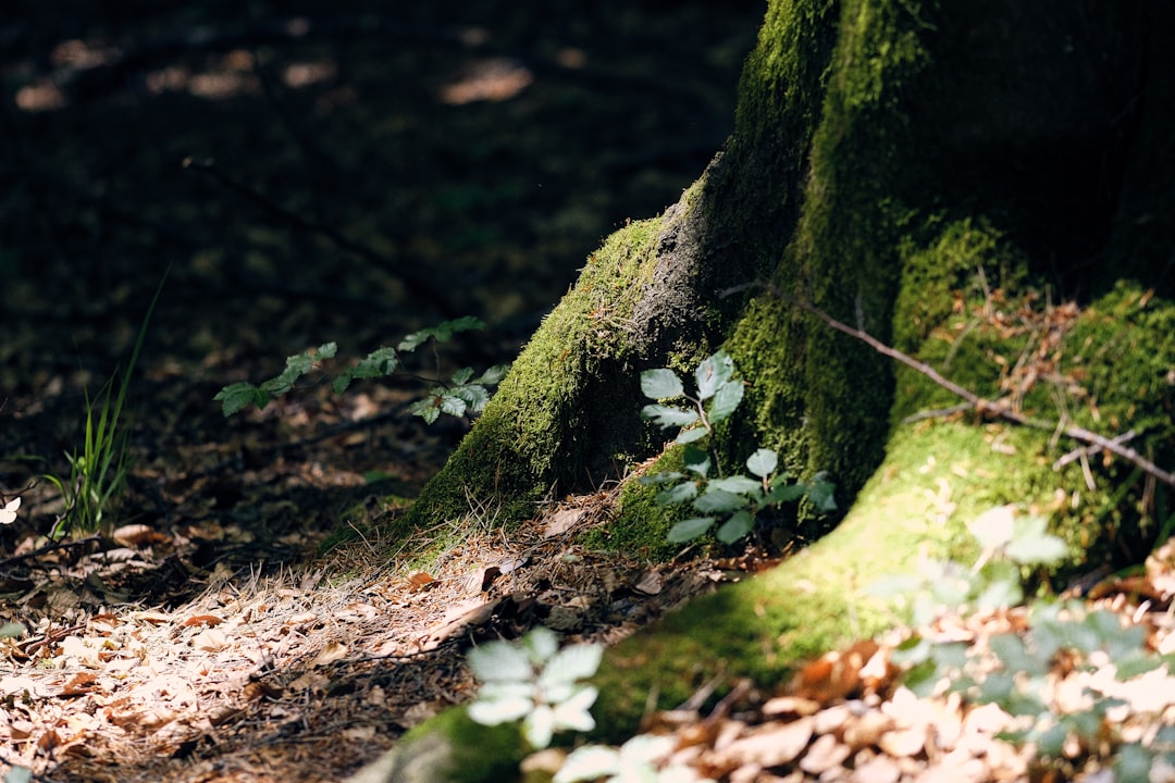 Forest photo spot Saxon Switzerland National Park Rathen