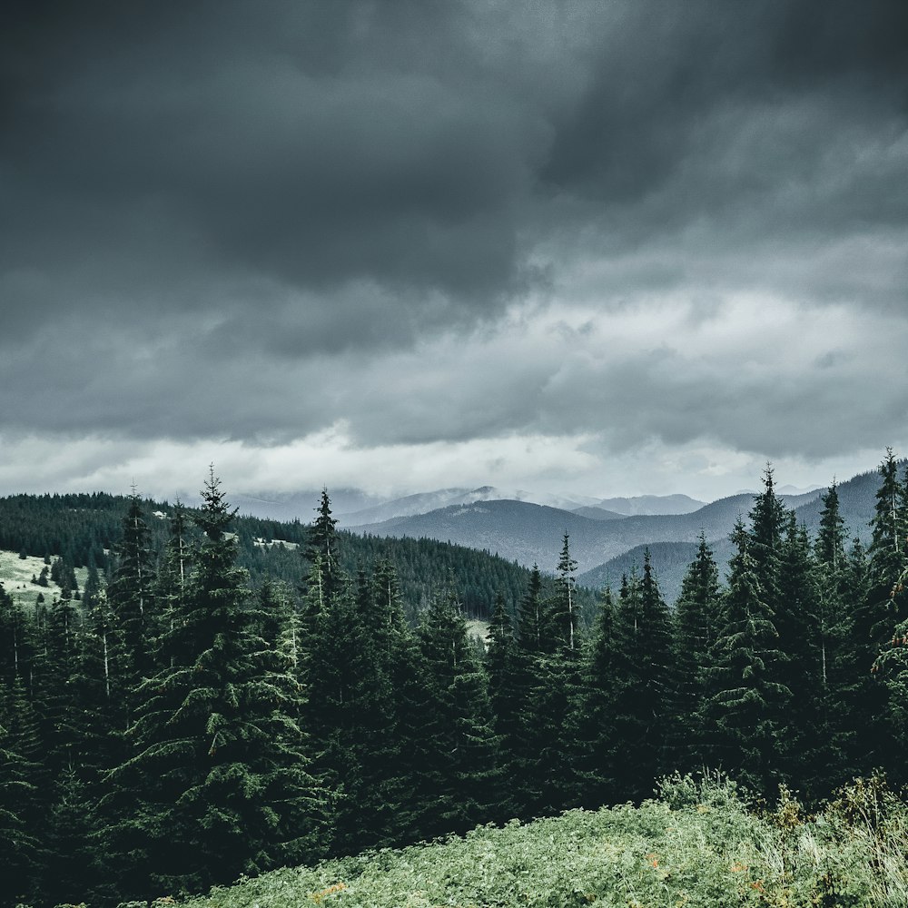 pine trees under cloudy sky