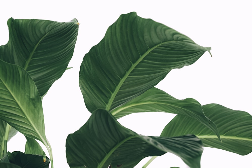 peace lily leaves