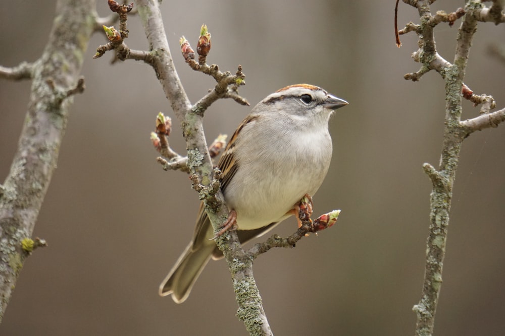 white and brown sparrow on gray branch