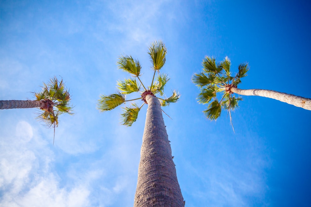 worm's-eye view photography of trees