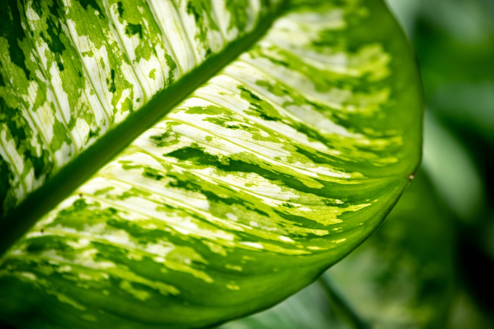 green and white dumbcane plant