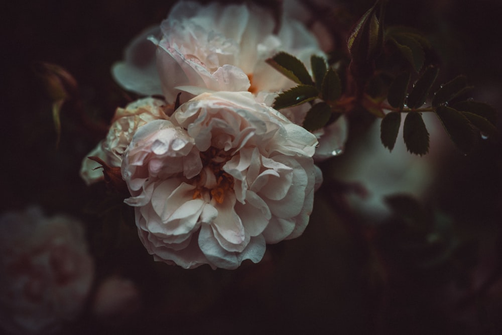 selective focus photography of pink peony