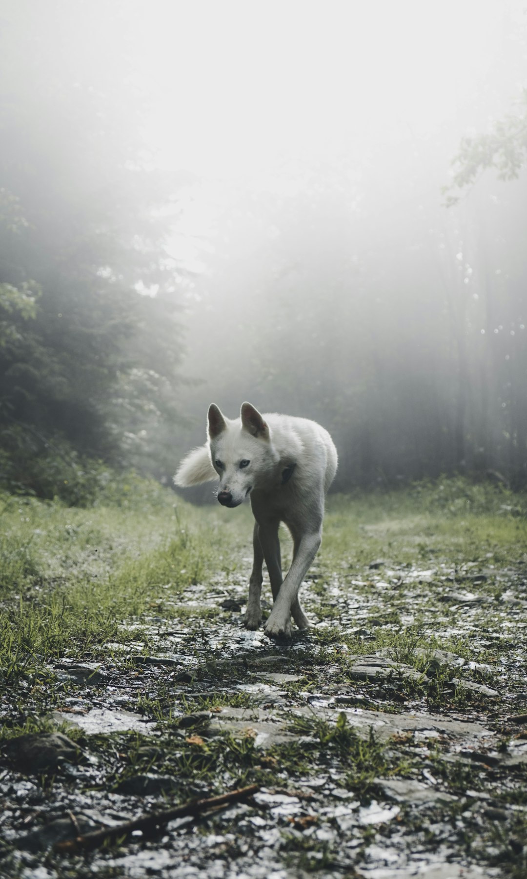  shallow focus photography of white wold wolf