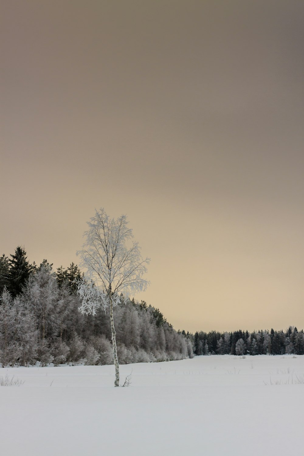 regola dei terzi fotografia di albero