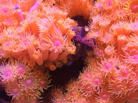 A vibrant display of soft corals with numerous tentacles in shades of orange, yellow, and hints of pink. The corals create a dense, underwater floral-like pattern, exuding a lively and colorful underwater scene.