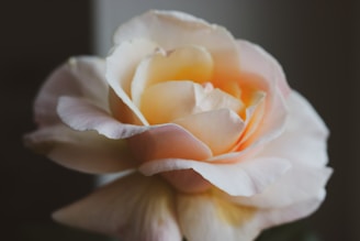 Close-up of delicate roses in soft pink and cream shades.