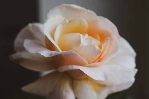 Close-up of delicate roses in soft pink and cream shades.