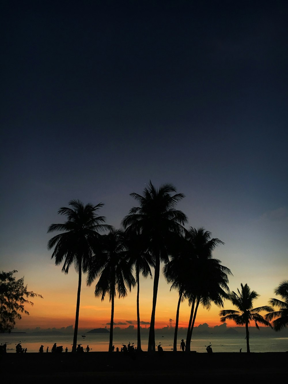 골든 아워 동안 코코넛 나무의 실루엣 사진