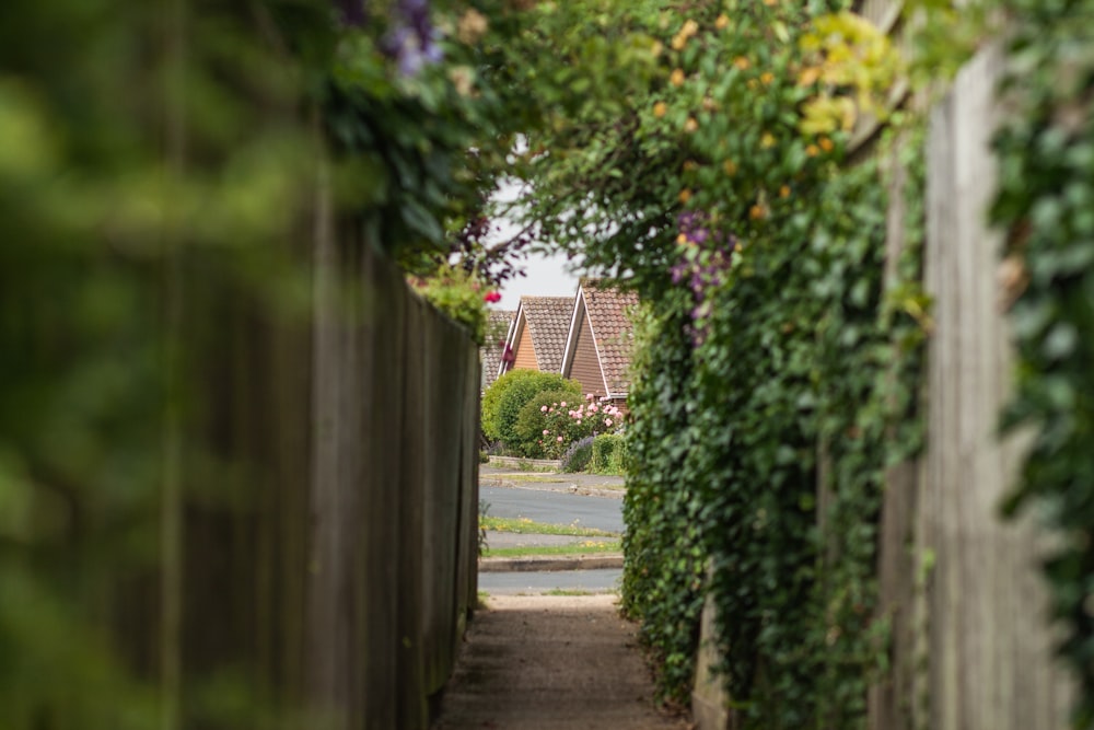 selective focus photo of concrete hallway surrounded by green plants