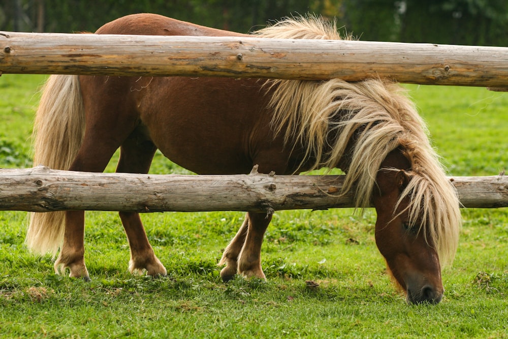 pony marrone che mangia l'erba vicino alla staccionata di legno marrone