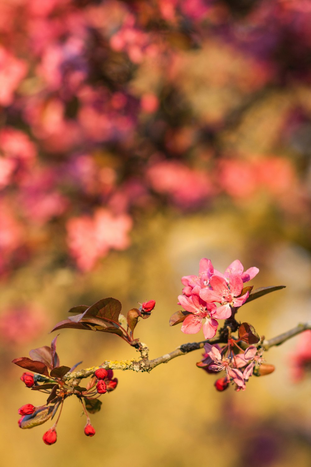 shallow focus photo of pink flowers