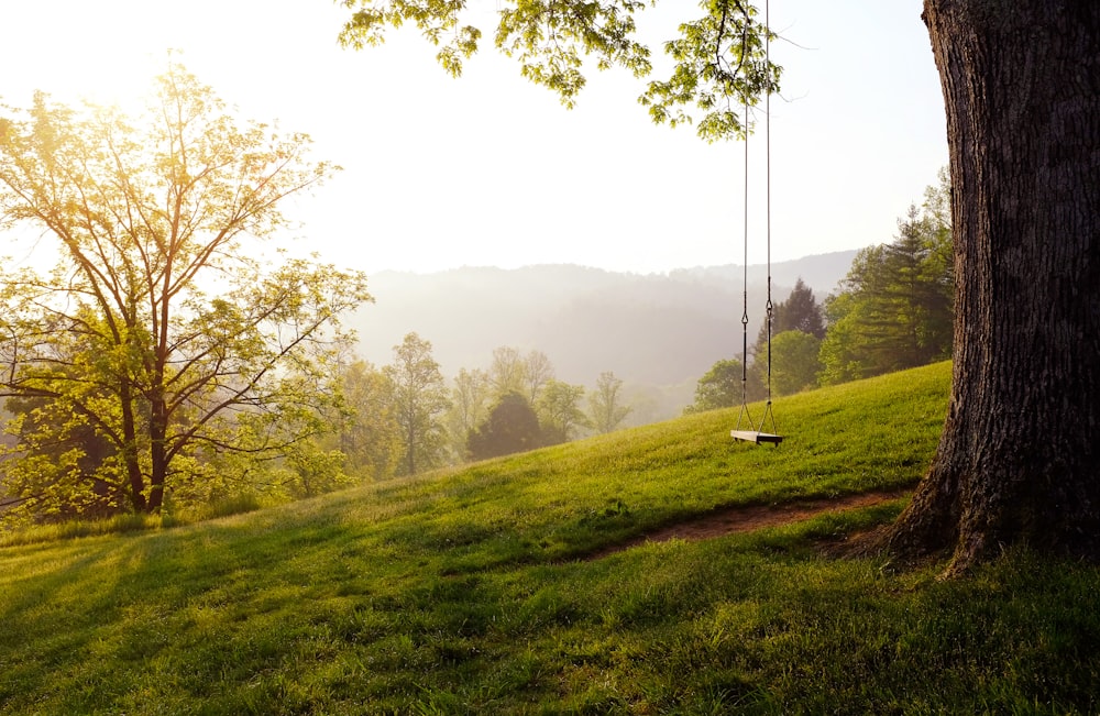 tree swing on hill during daytime