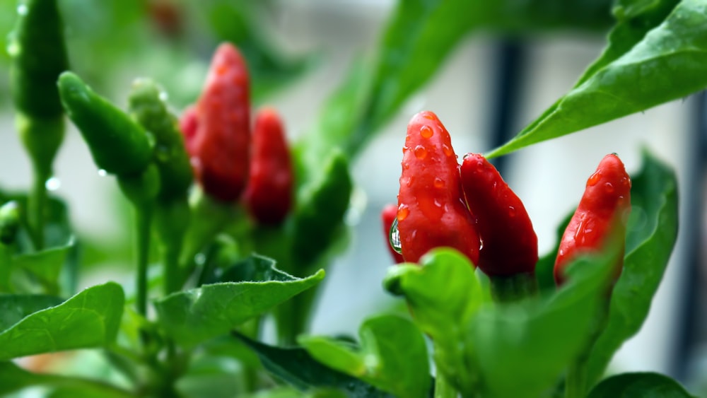 selective focus photography of chili