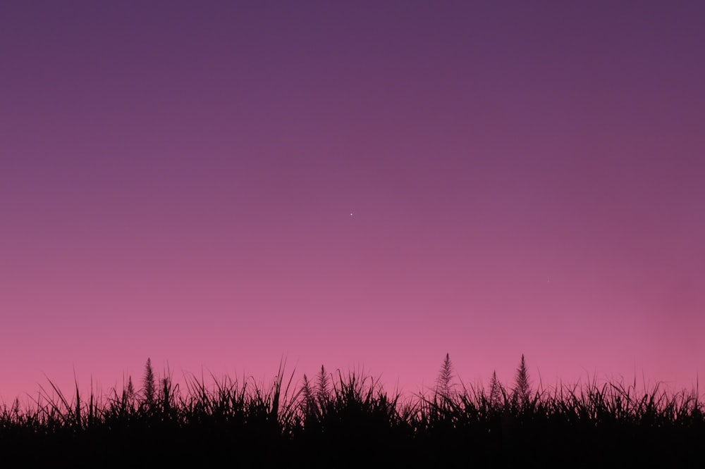 silhouette of grass under purple sky