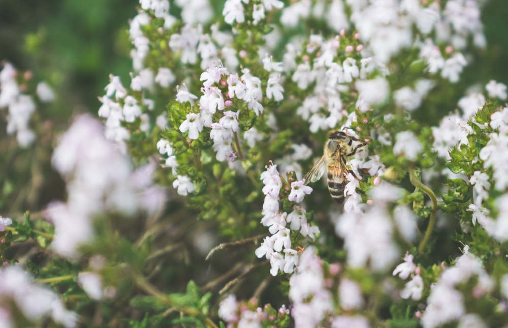 bee on white flowers