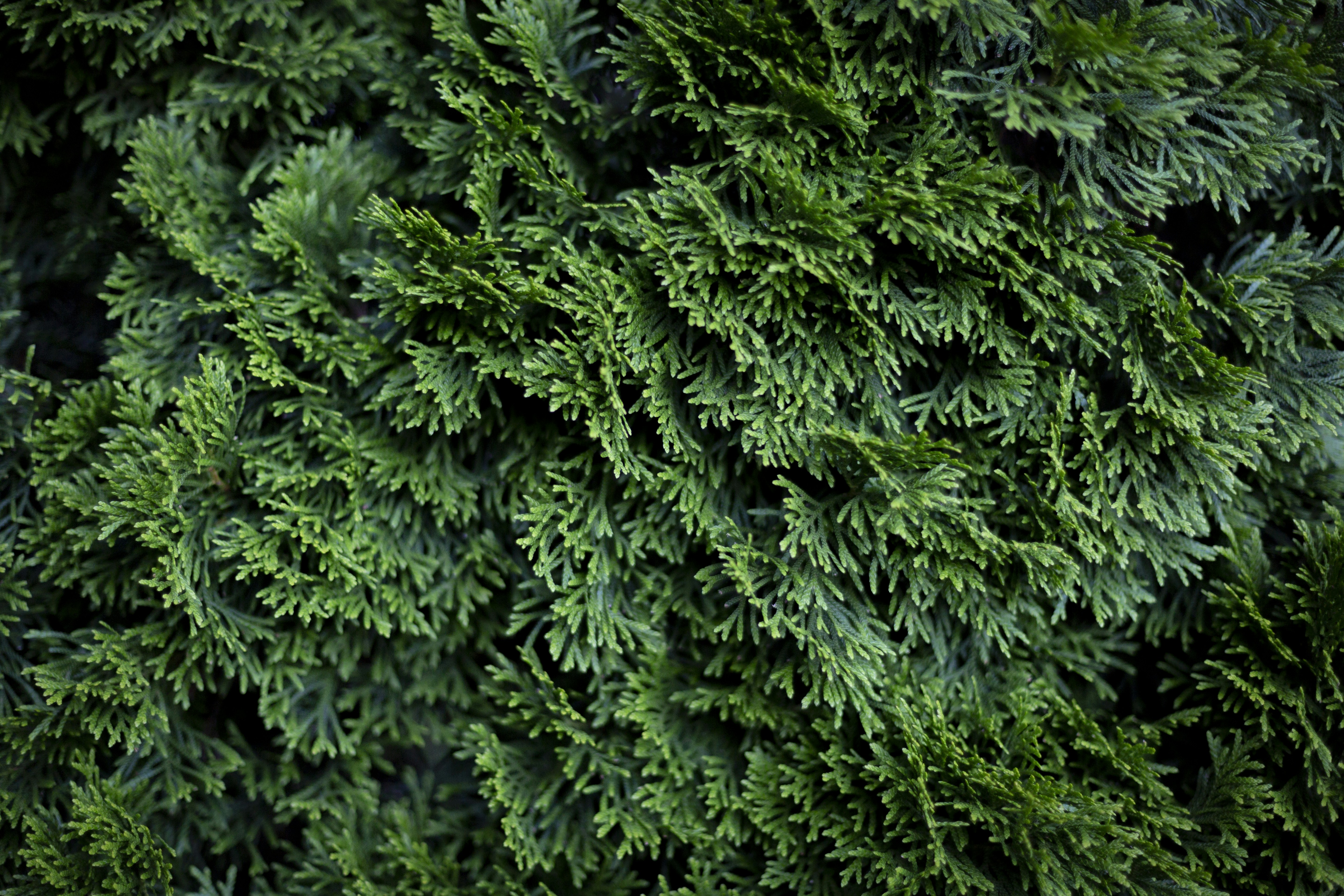 Photo by dbeamer_jpg