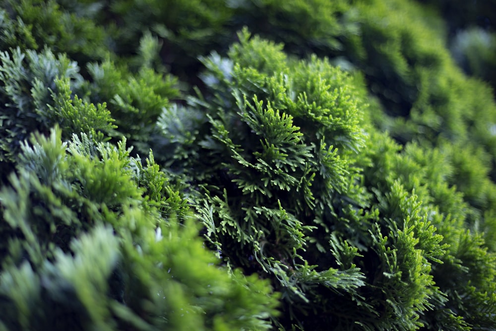 green-leafed plant