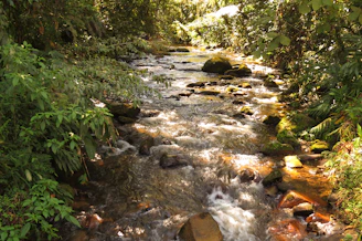 A serene sound healing session set in a lush South American jungle clearing, surrounded by vibrant green plants.