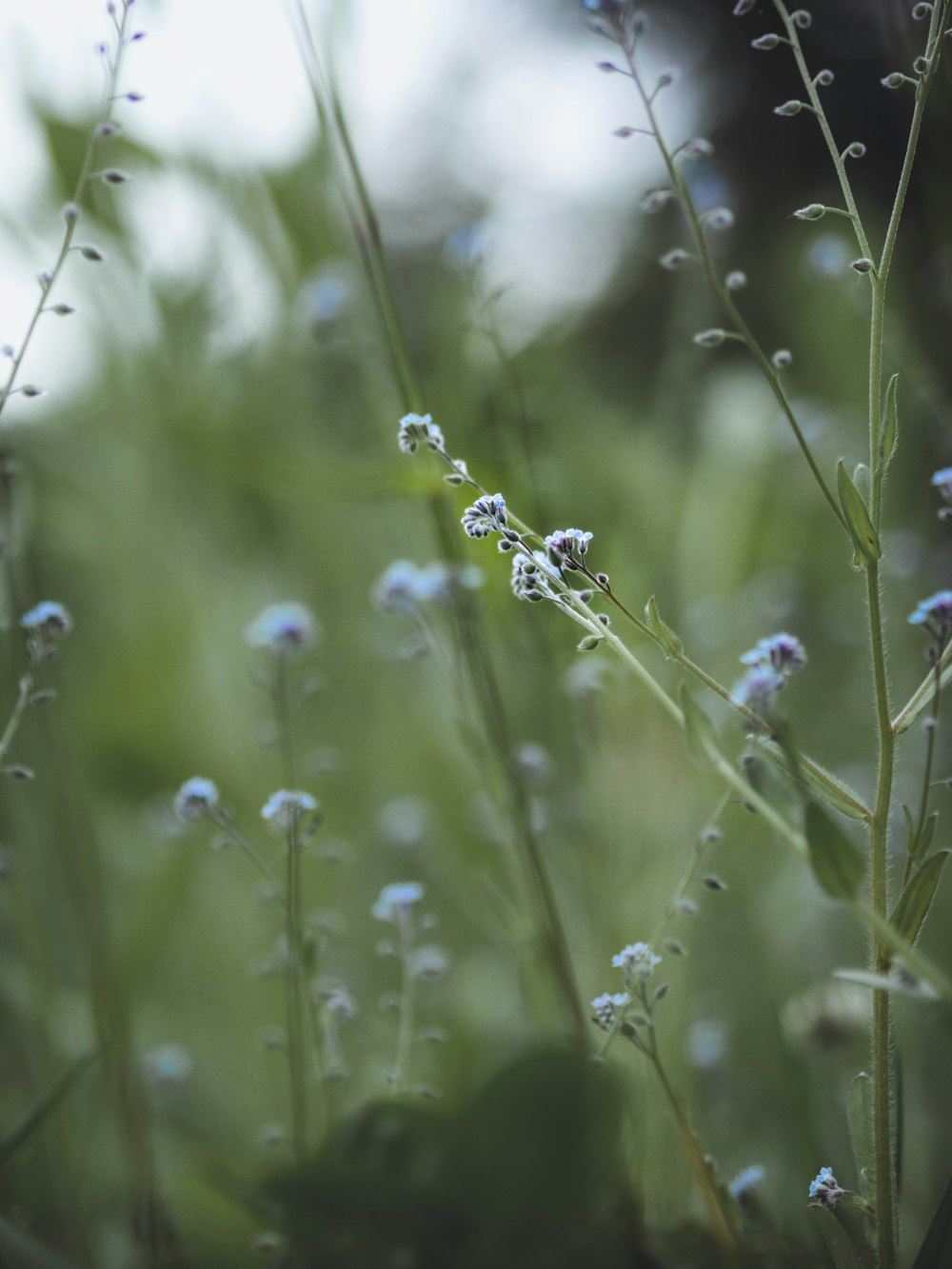 shallow focus photography of flowers