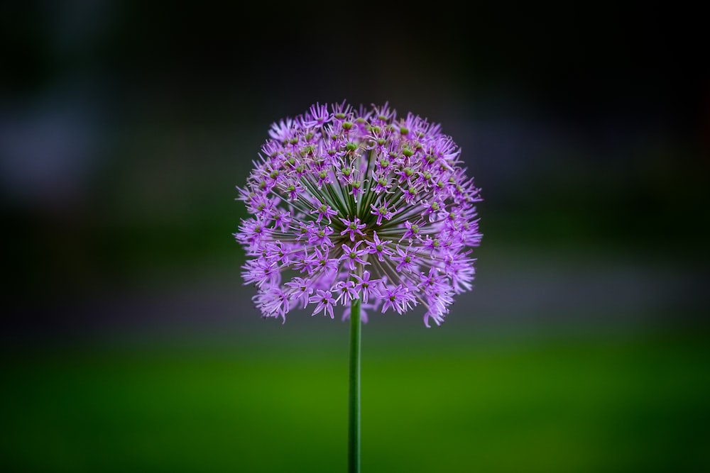 shallow focus photography of purple flower