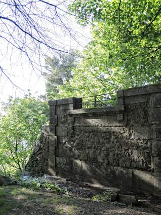 A clean garden wall with no bird droppings, bathed in warm sunlight