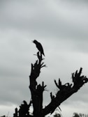 A haunting silhouette of a crow perched on a twisted branch.