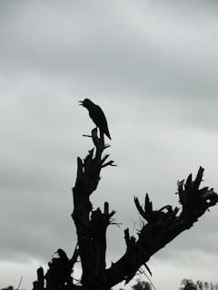 A raven perched on a twisted branch under a moonlit sky with dark blue hues.