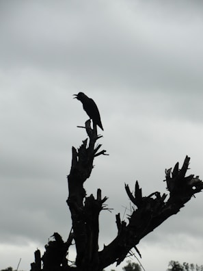 A haunting silhouette of a crow perched on a twisted branch.