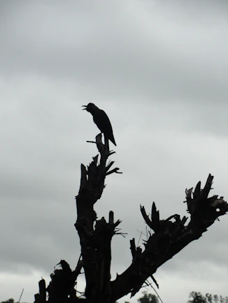 A moody, intricate illustration of a raven perched on a twisted branch under a crescent moon.