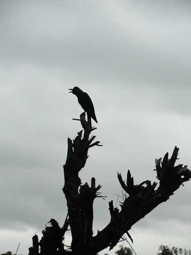 A moody, intricate illustration of a raven perched on a twisted branch under a crescent moon.