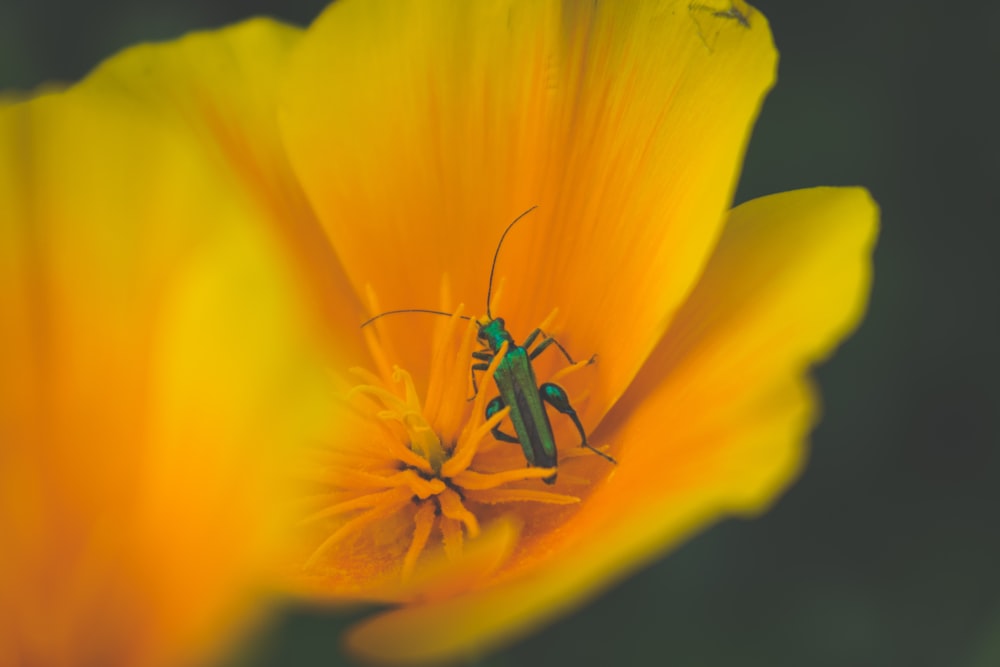 green insect sits on yellow flower