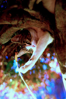 Bobo playfully pawing at a floating holographic butterfly in a sunlit digital garden.