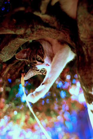 Bobo playfully pawing at a floating holographic butterfly in a sunlit digital garden.