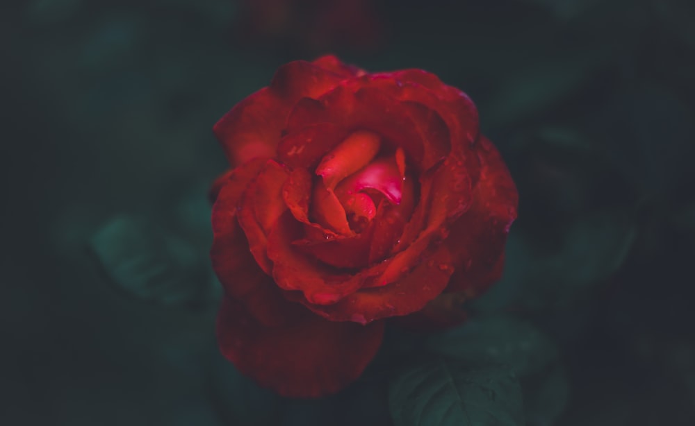 Photographie à mise au point superficielle de Red Rose