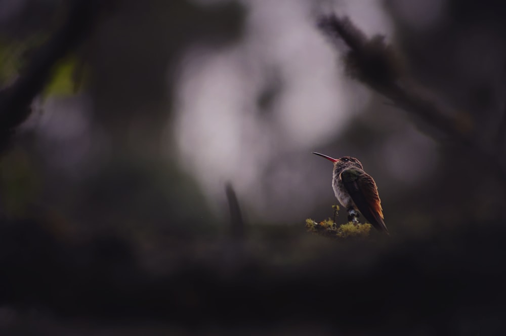 Fotografia de foco raso de pássaro marrom e preto