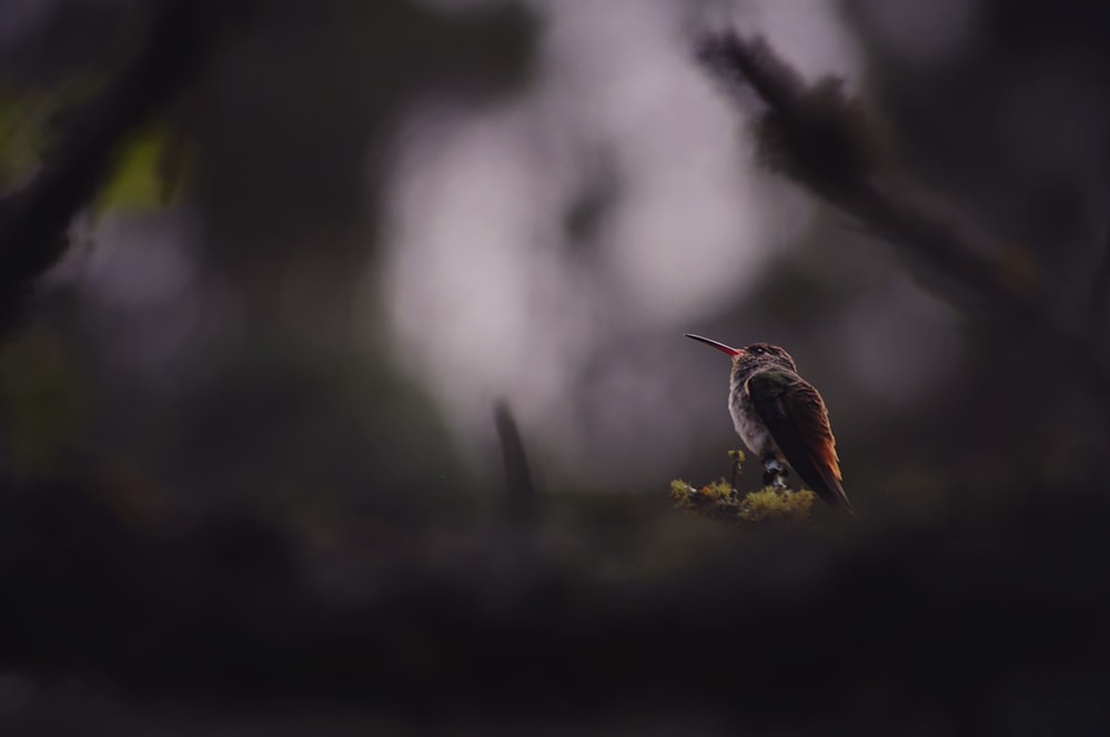 shallow focus photography of brown and black bird