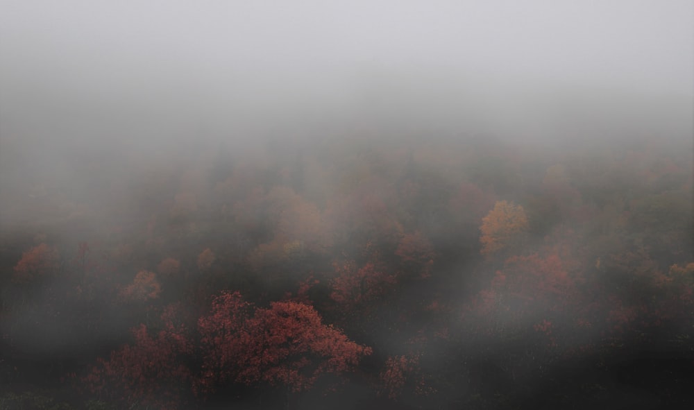 Fotografia aerea della foresta nebbiosa durante il giorno