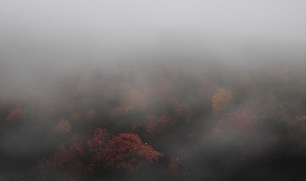 aerial photography of foggy forest during daytime