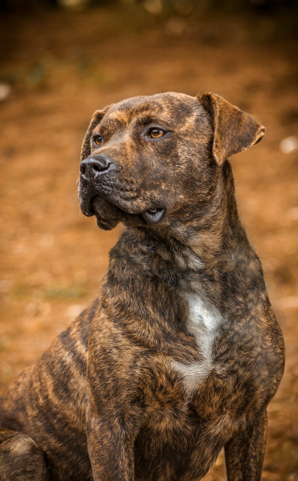 selective focus photography of black and tan dog standing outdoor during daytime