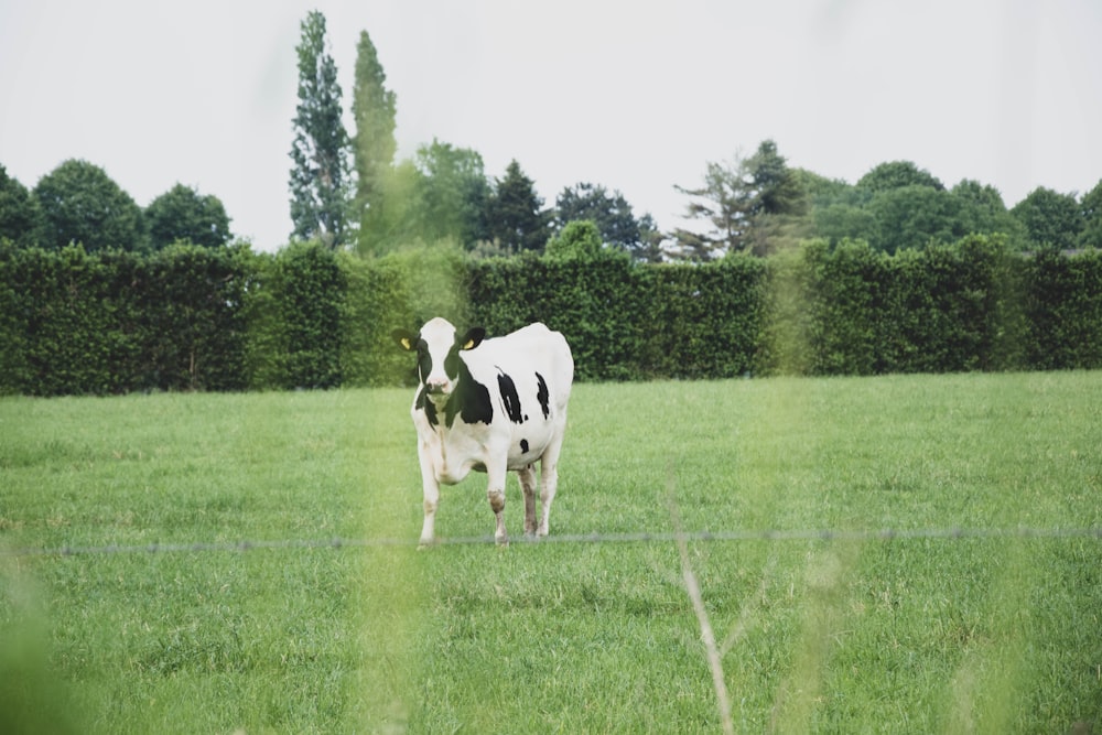 cow standing on field during daytime