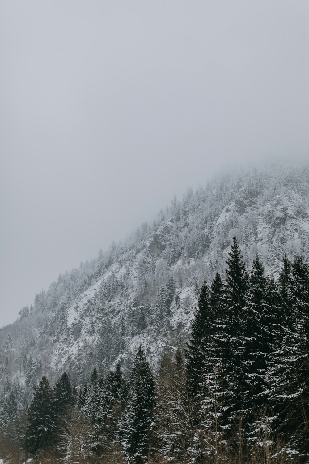 snow covered pine trees during daytime