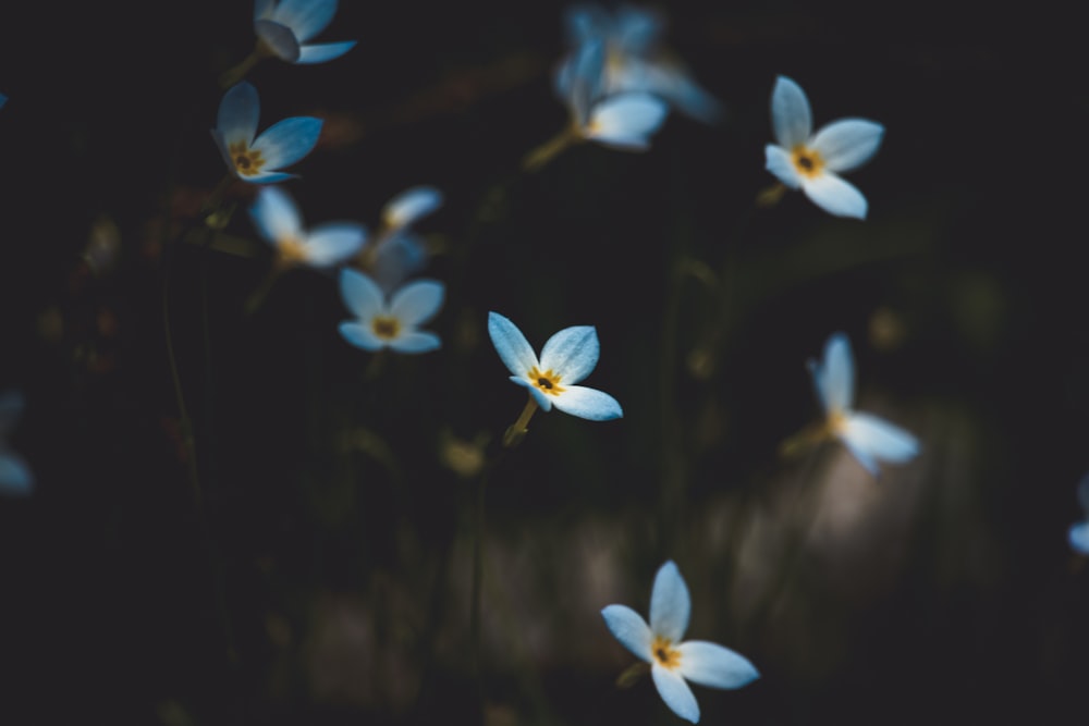 Flachfokusfotografie von Blumen