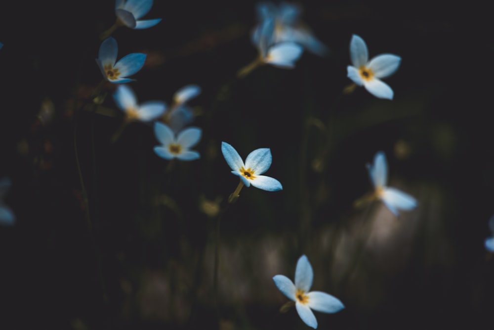 shallow focus photography of flowers