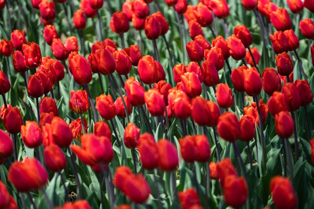 bed of red tulip flowers