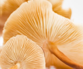 shallow focus of mushrooms