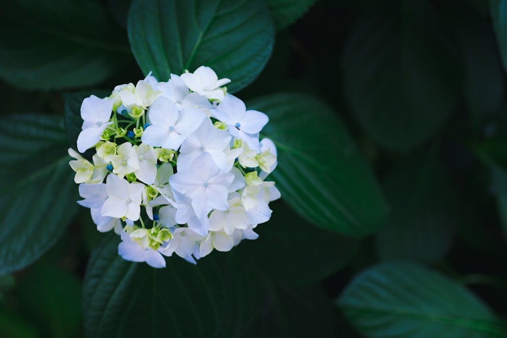 shallow focus photography of white flowers