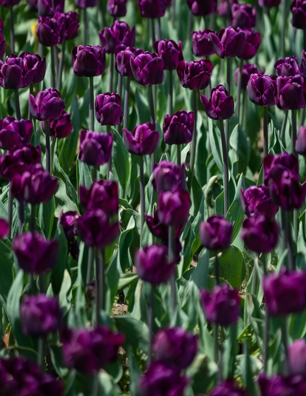 purple tulip flowers