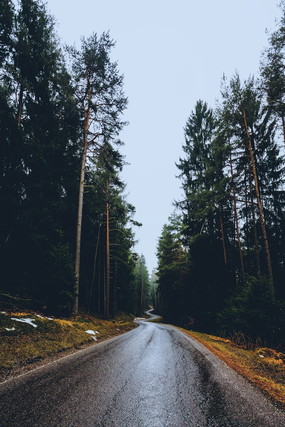 road between trees